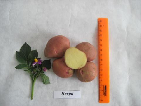 Сорт накра отзывы Сорт накра отзывы
