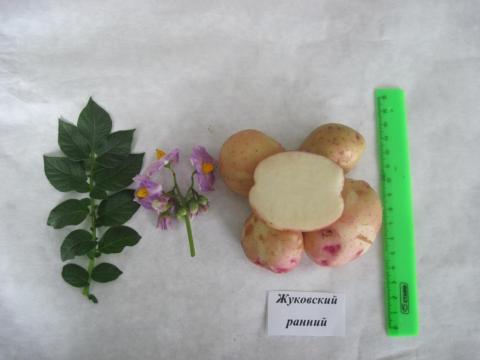 Жуковский ранний