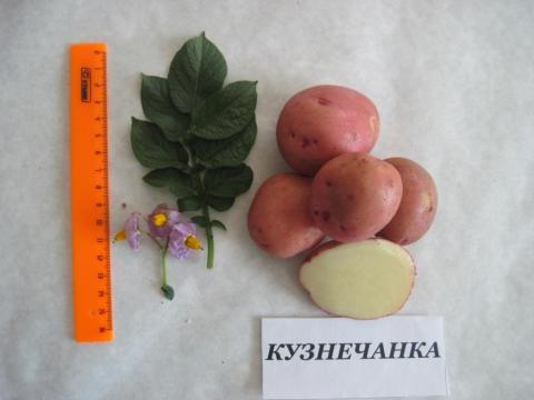 Кузнечанка